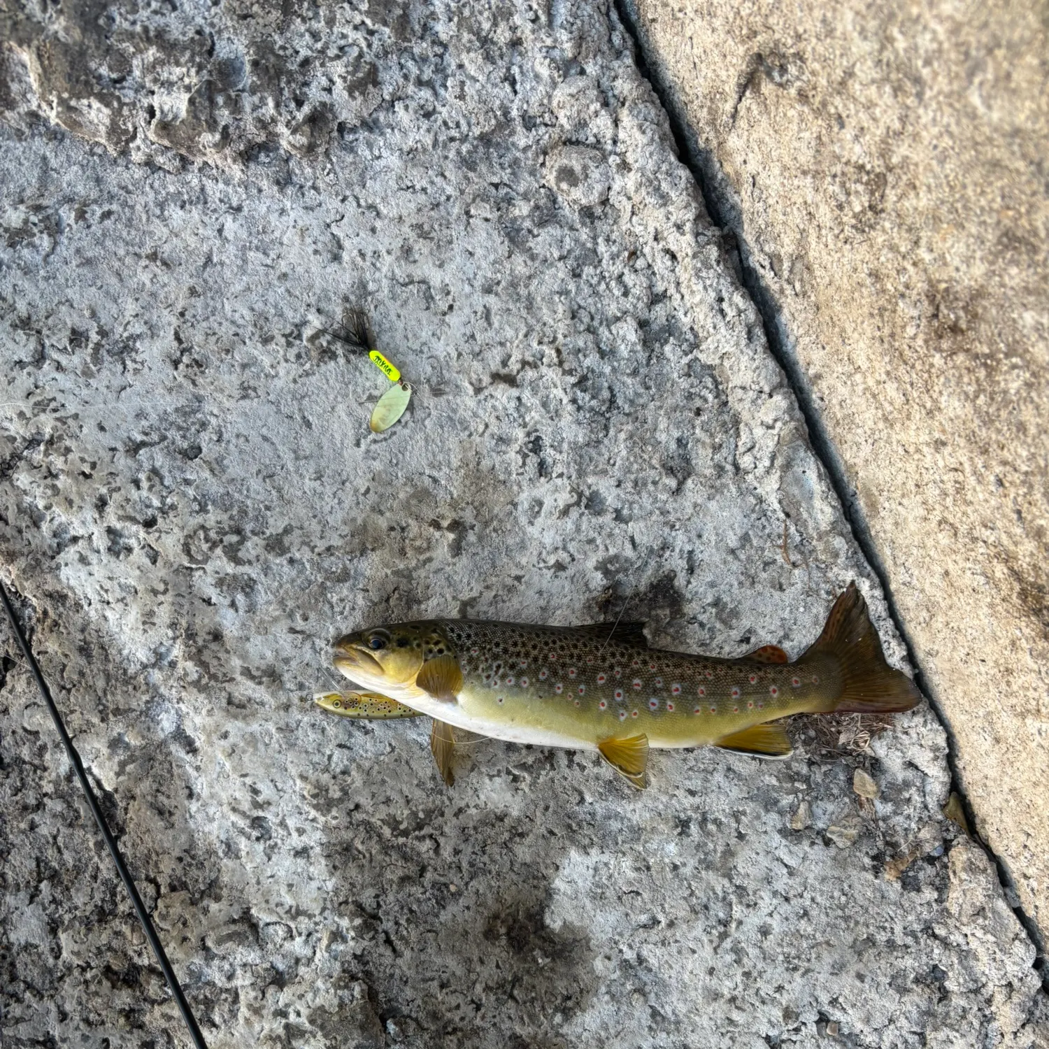 Brown trout caught on Fishbrain