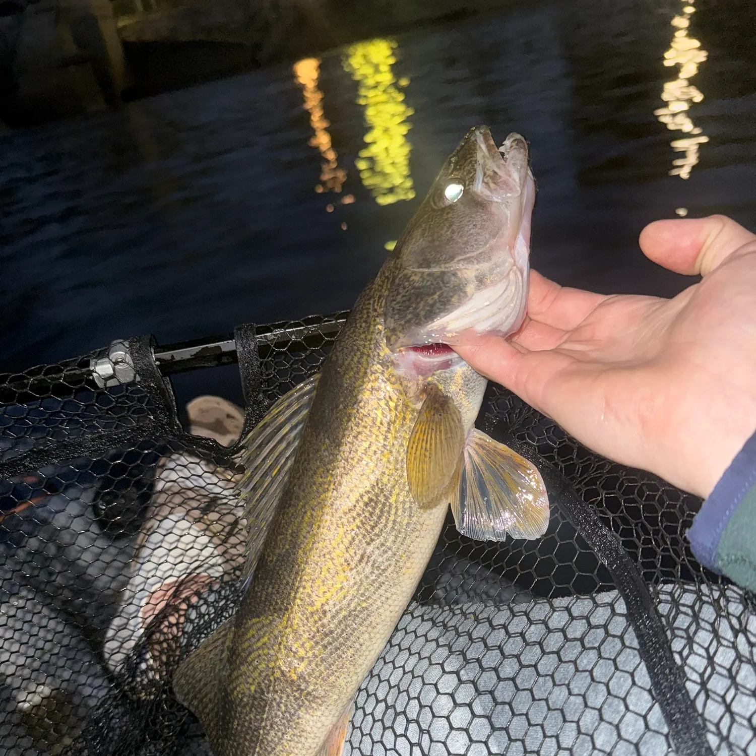 Sauger caught on Fishbrain