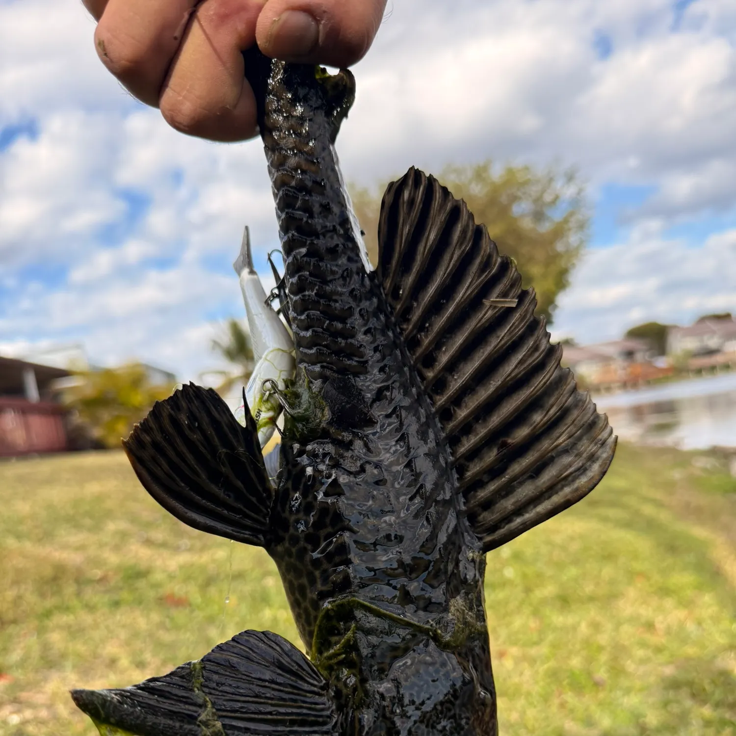 The most recent Suckermouth catfish catches on Fishbrain