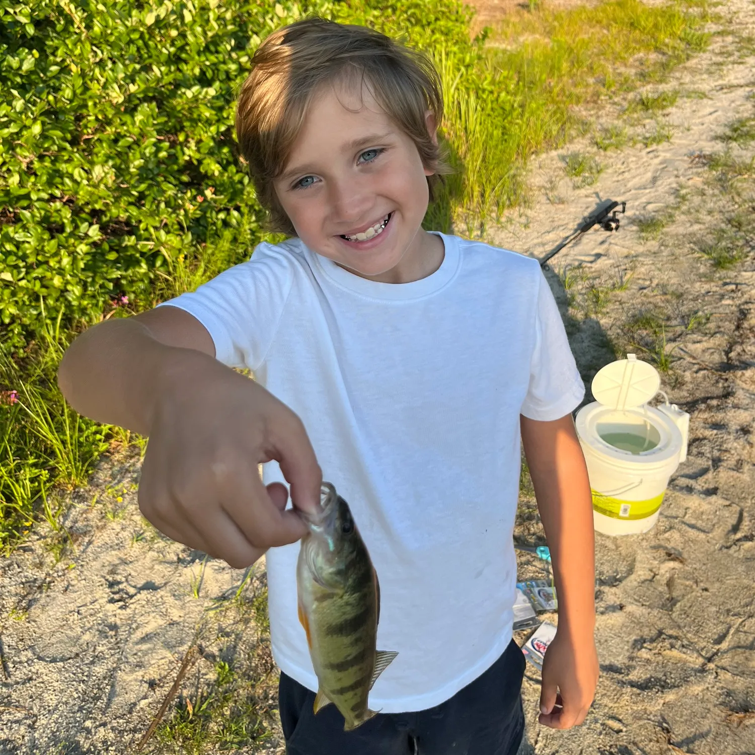 Yellow perch caught on Fishbrain