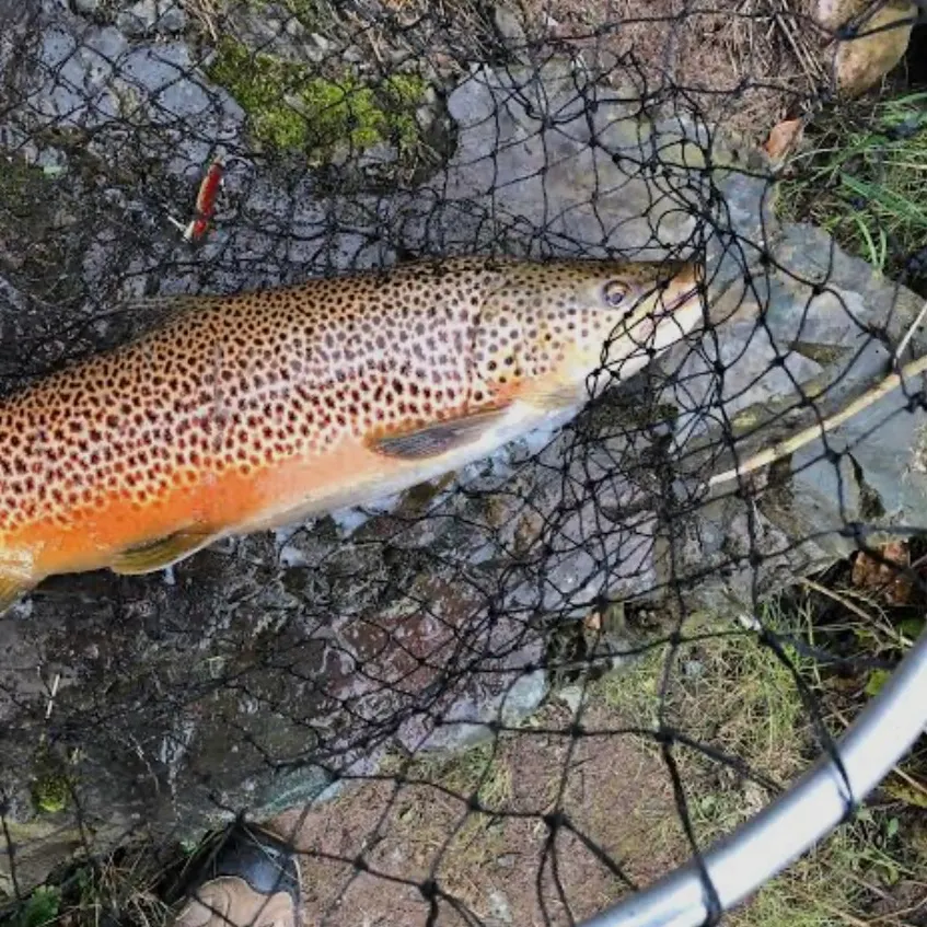 Brown trout caught on Fishbrain