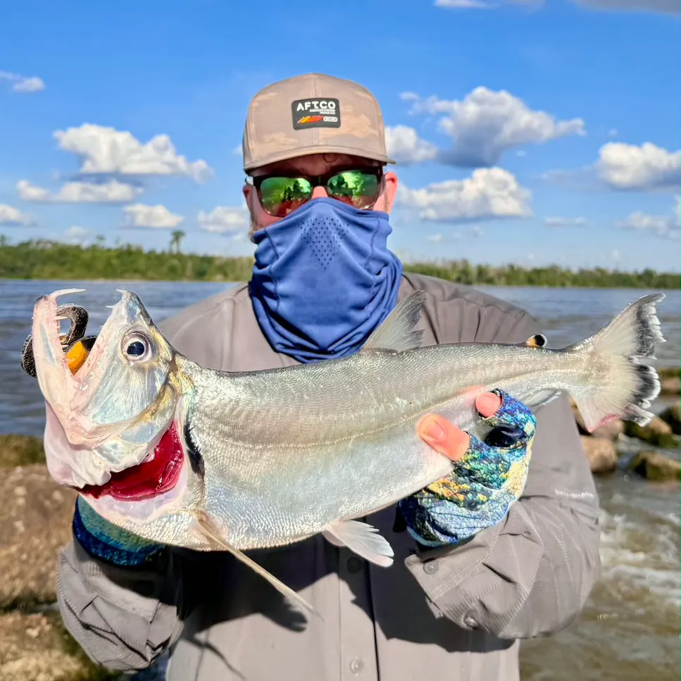 The most recent Vampire fish catches on Fishbrain