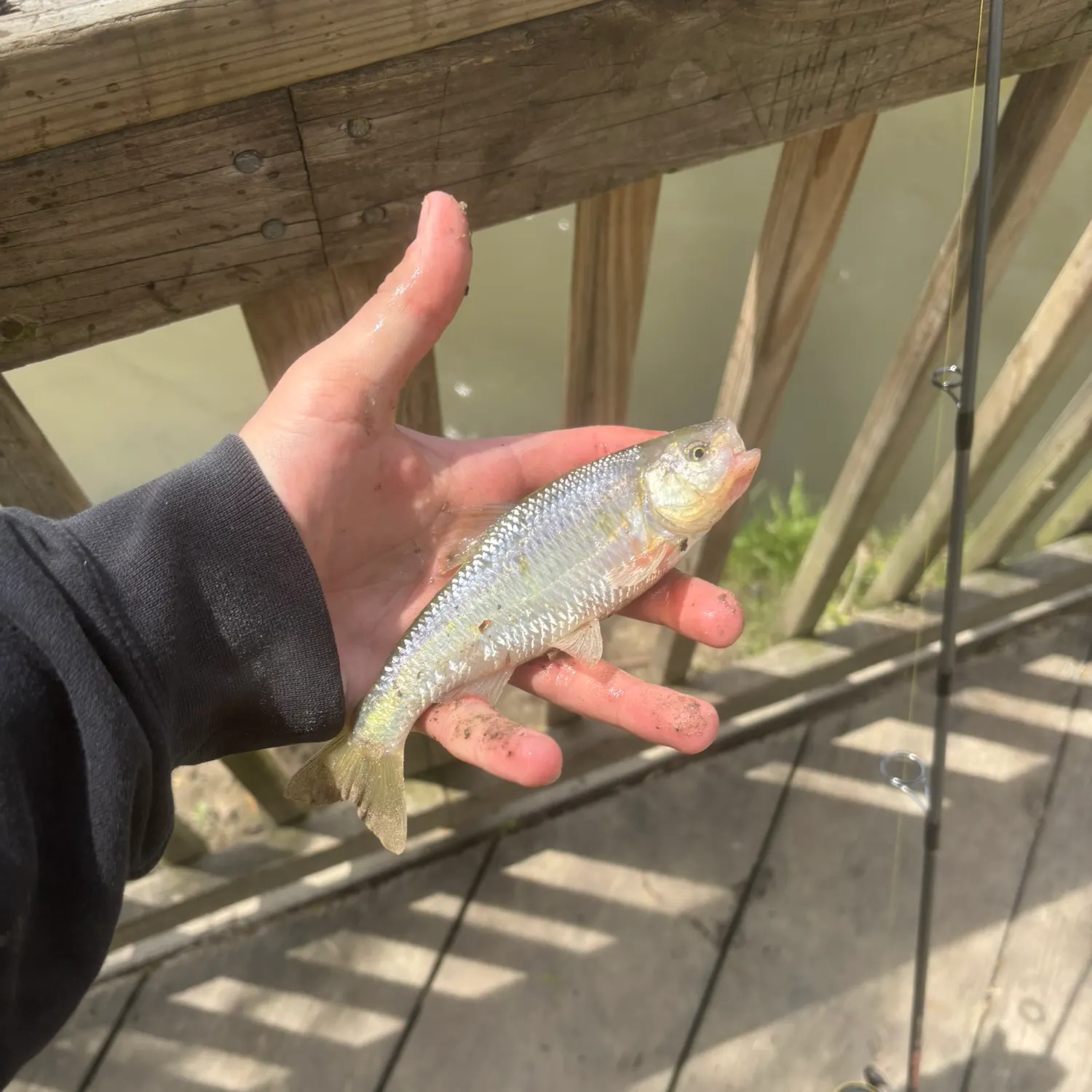 The most recent Common shiner catches on Fishbrain