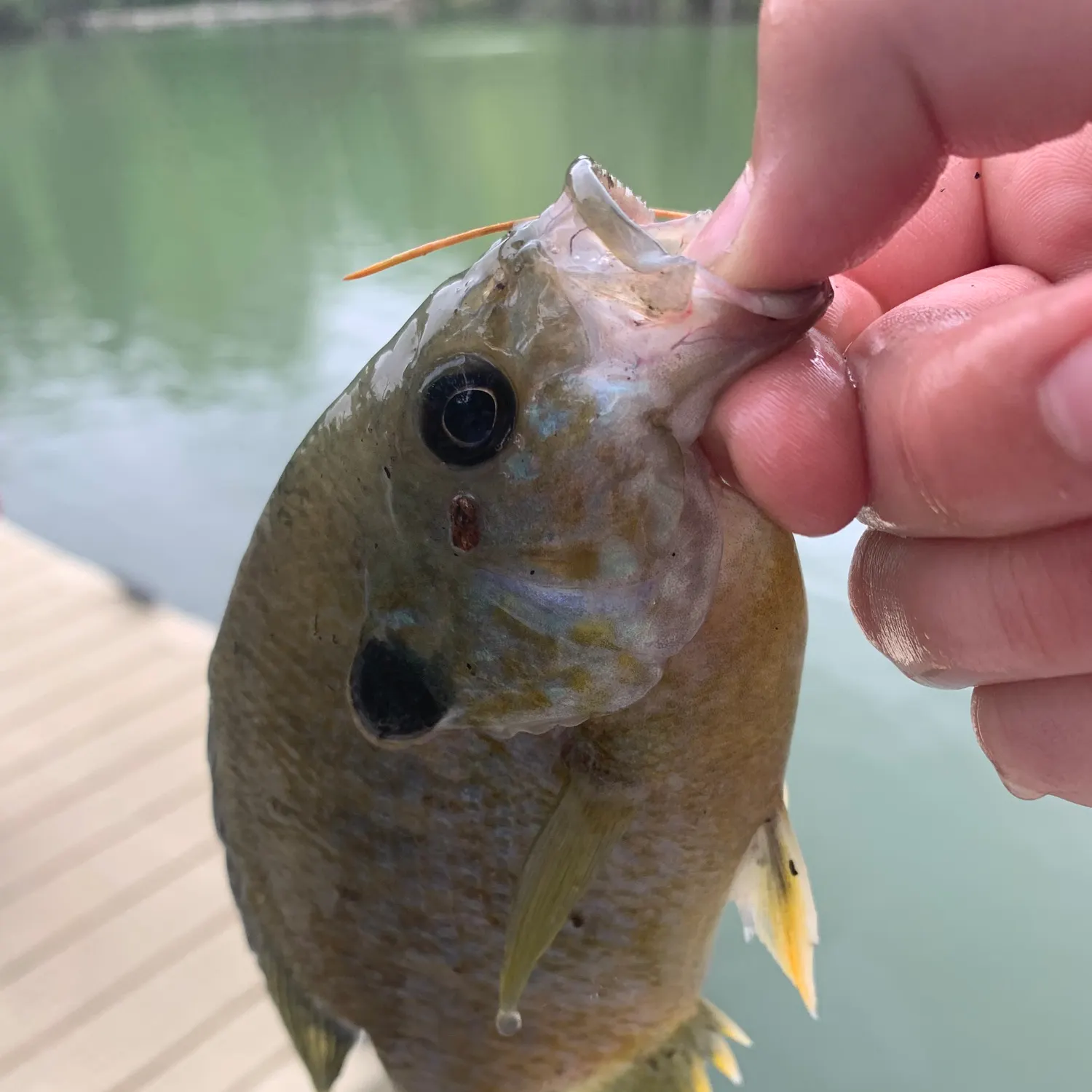 The most recent Redear x bluegill catches on Fishbrain