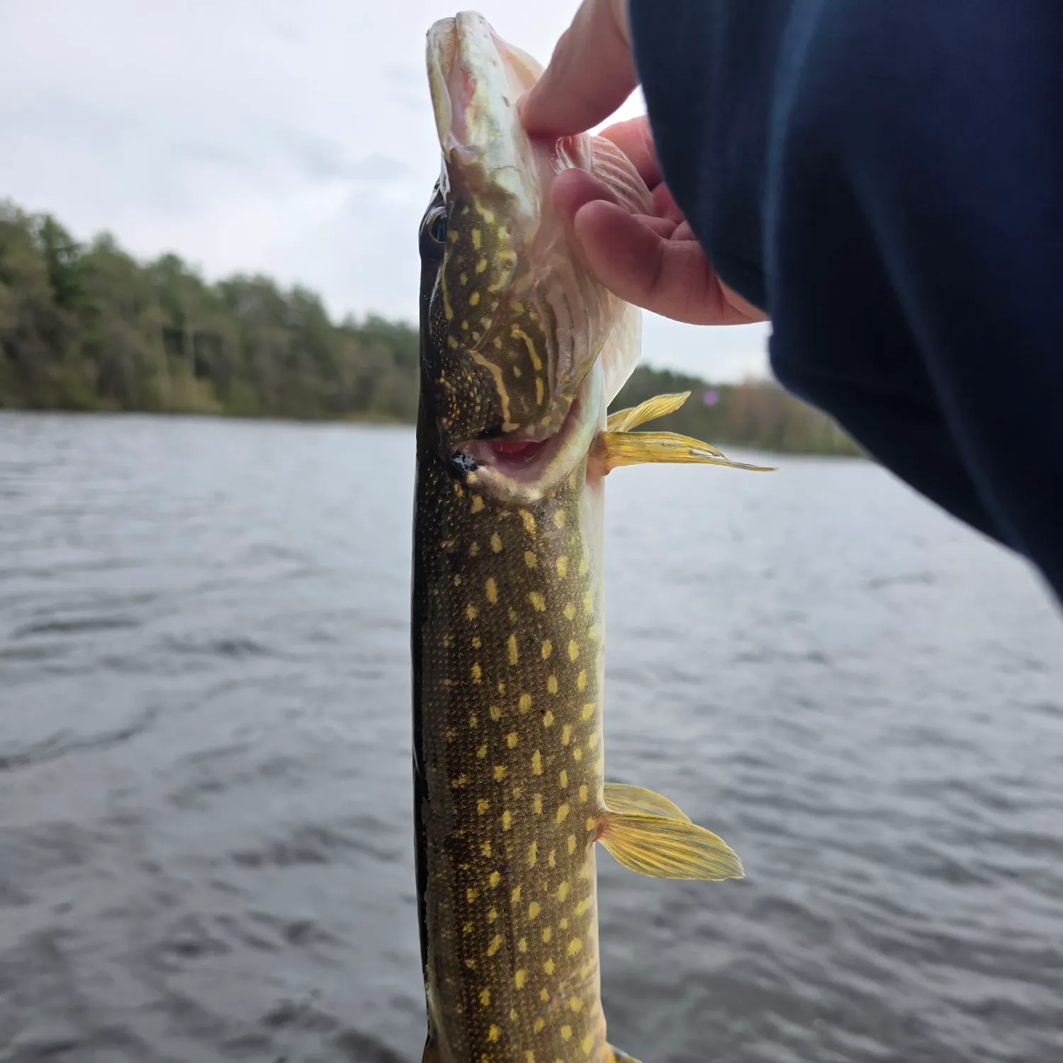 The most recent Northern pike catches on Fishbrain