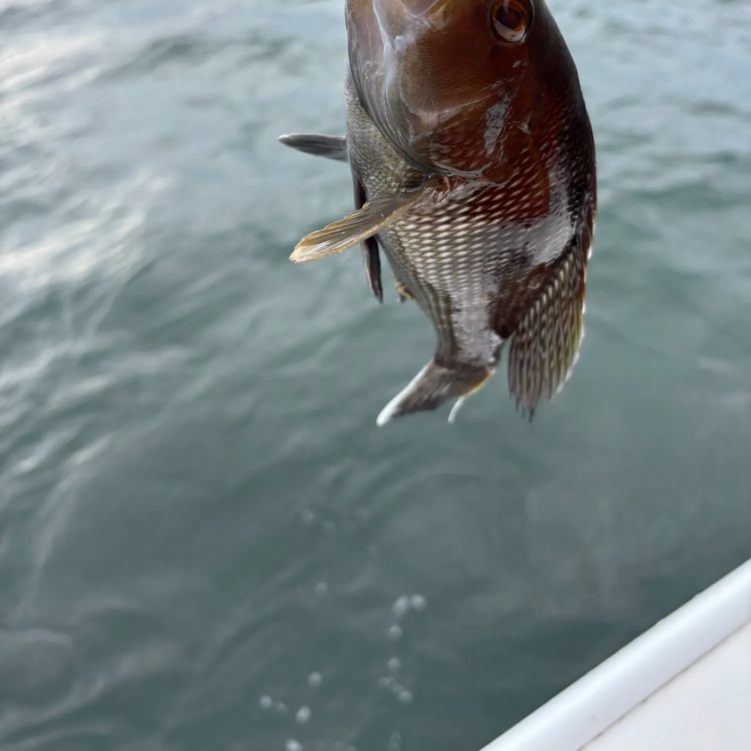 Black sea bass caught on Fishbrain