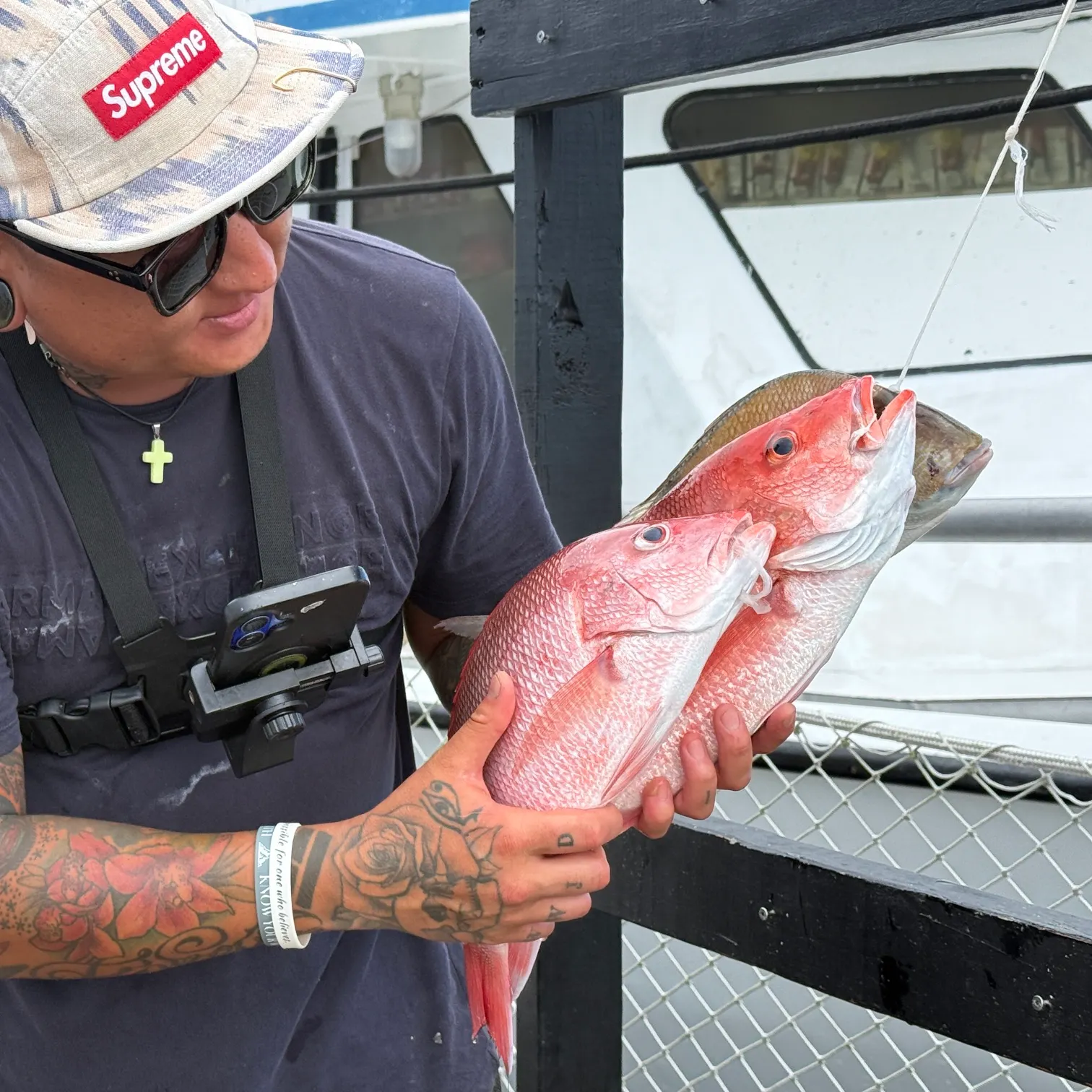 Northern red snapper caught on Fishbrain