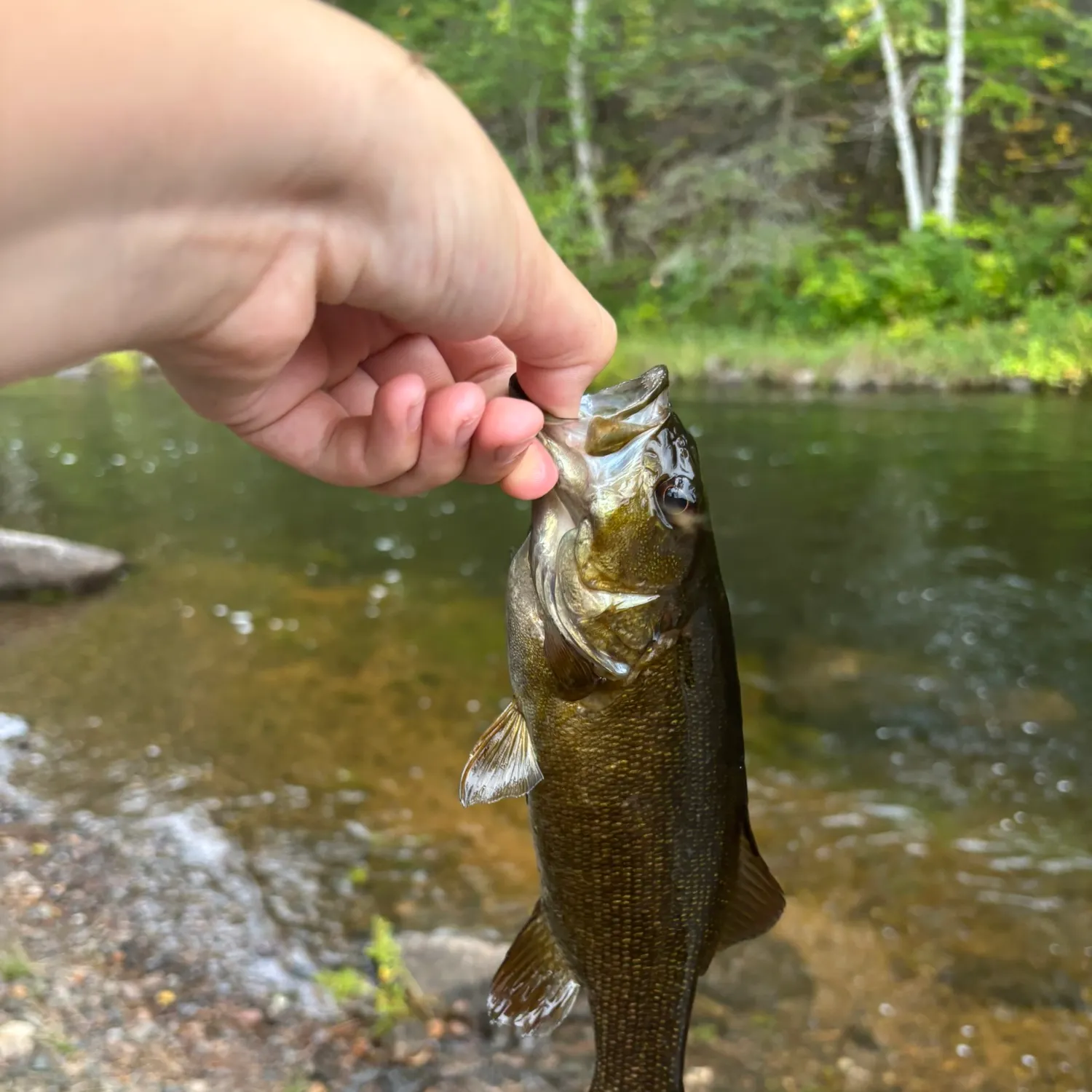 Smallmouth bass caught on Fishbrain
