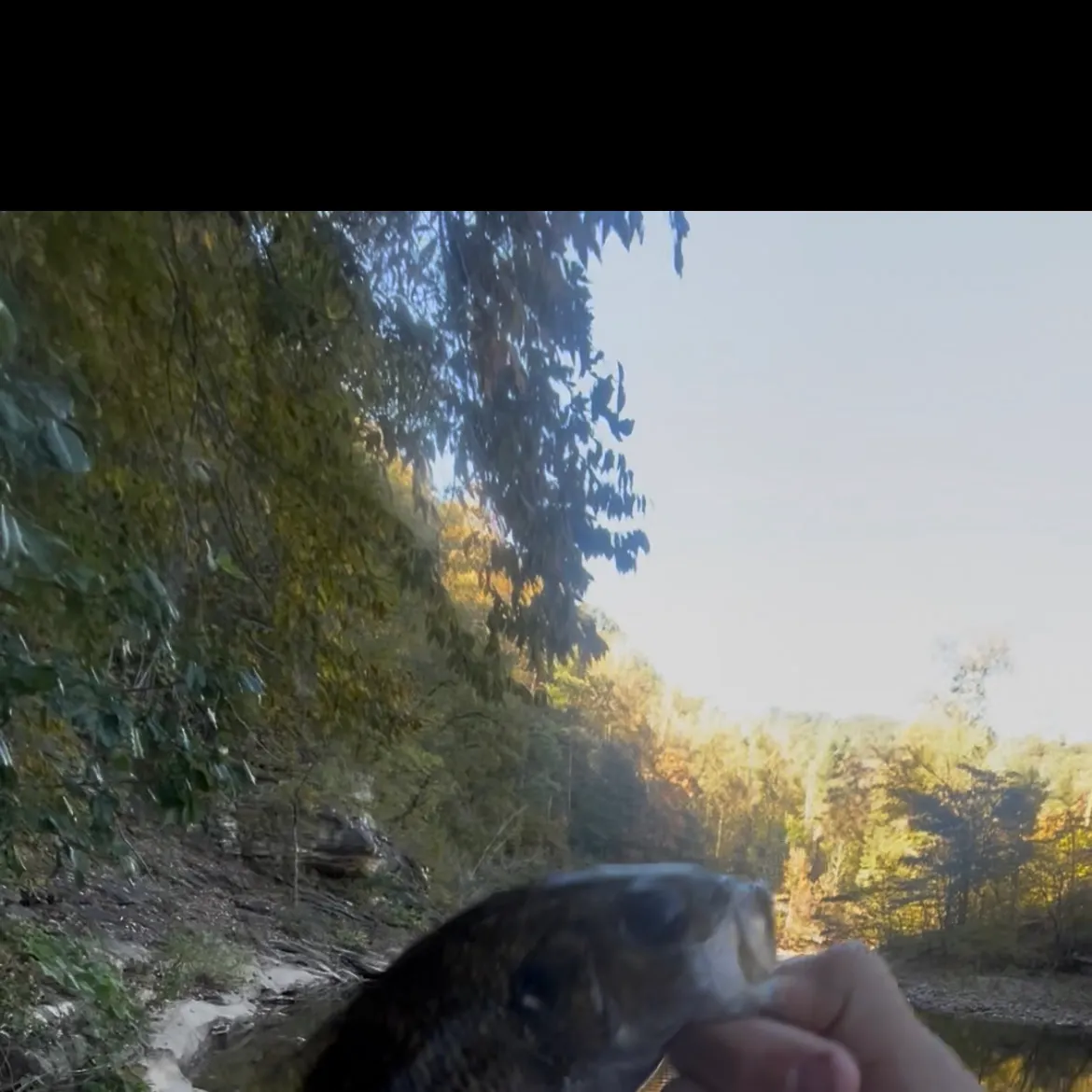 Rock bass caught on Fishbrain