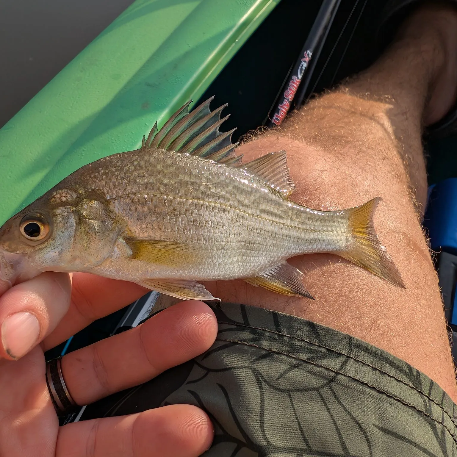 White perch caught on Fishbrain