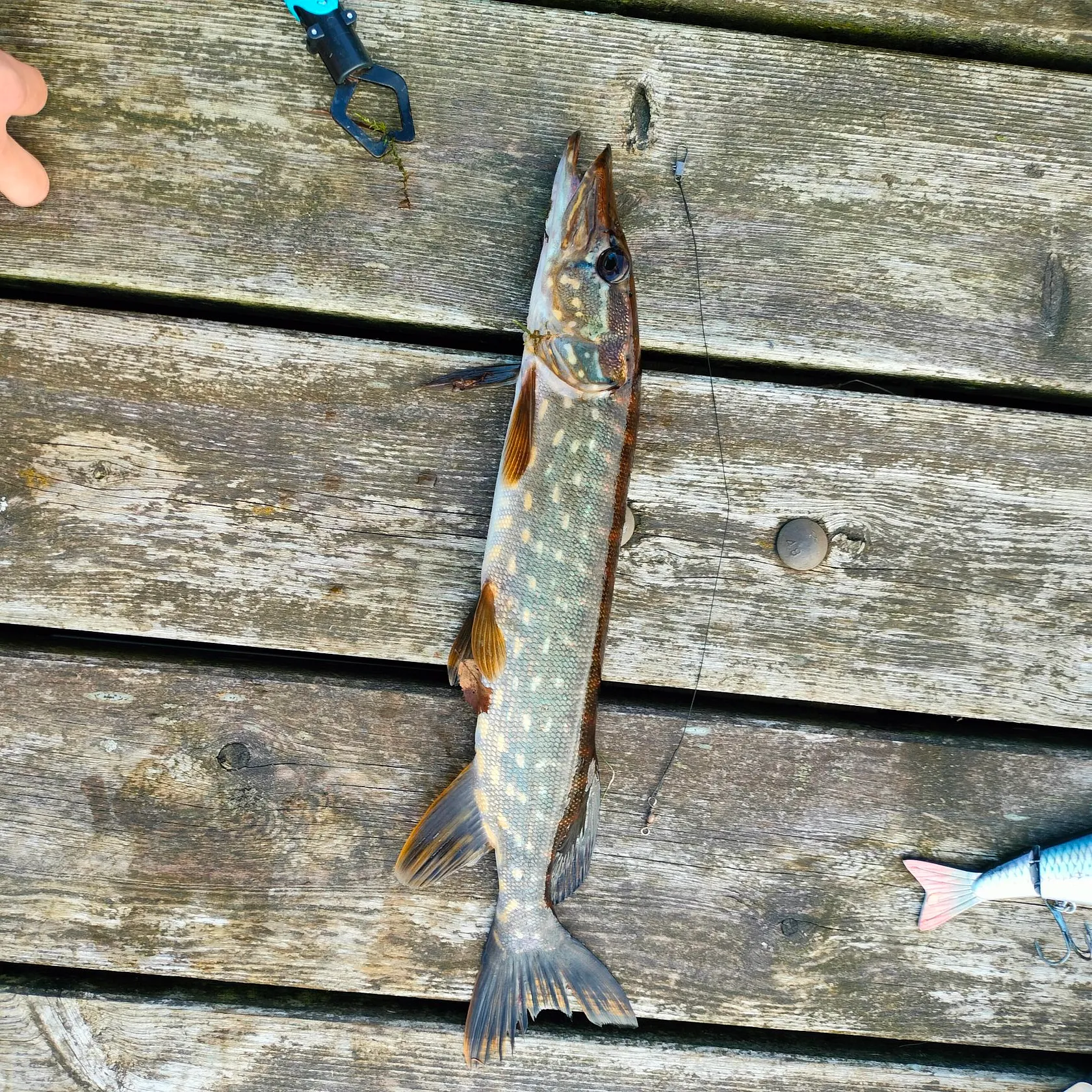 Northern pike caught on Fishbrain