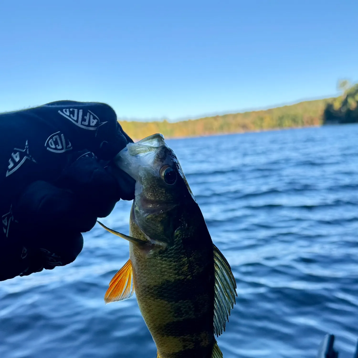 Yellow perch caught on Fishbrain