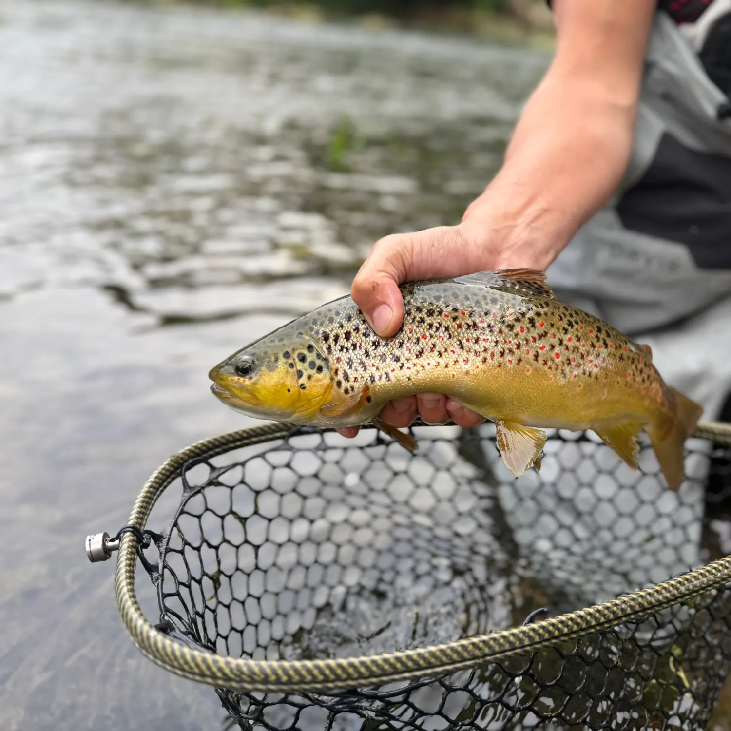 Brown trout caught on Fishbrain