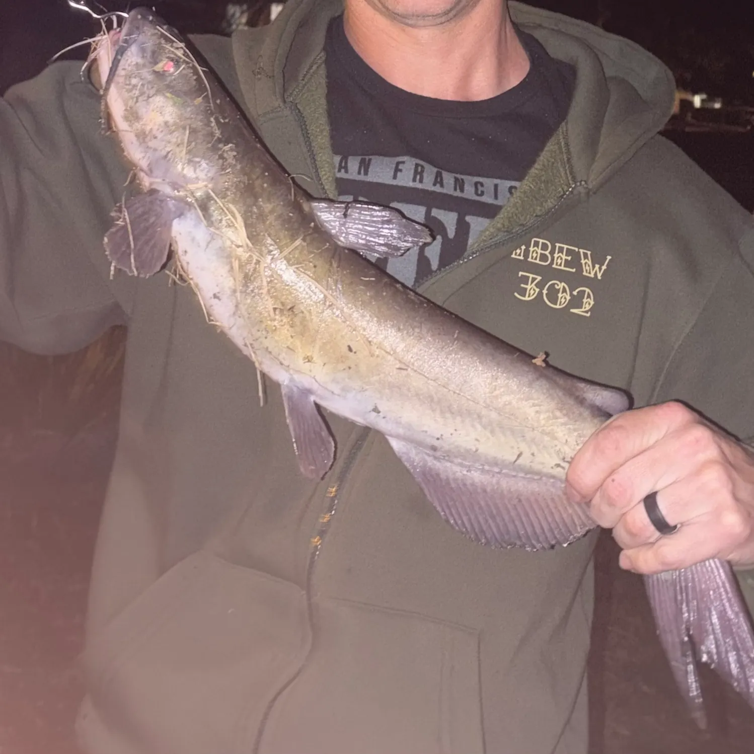 Channel catfish caught on Fishbrain