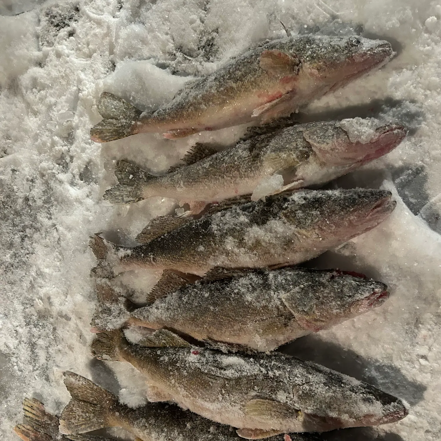 recently logged catches