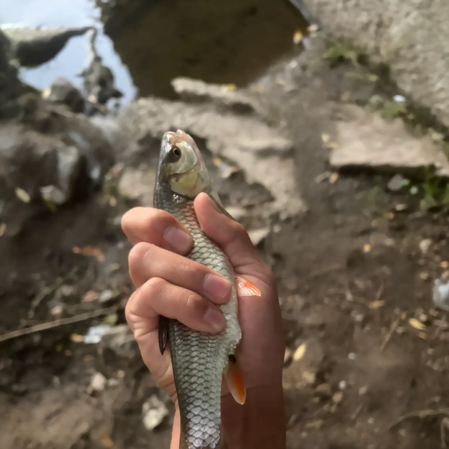 The most recent European chub catches on Fishbrain