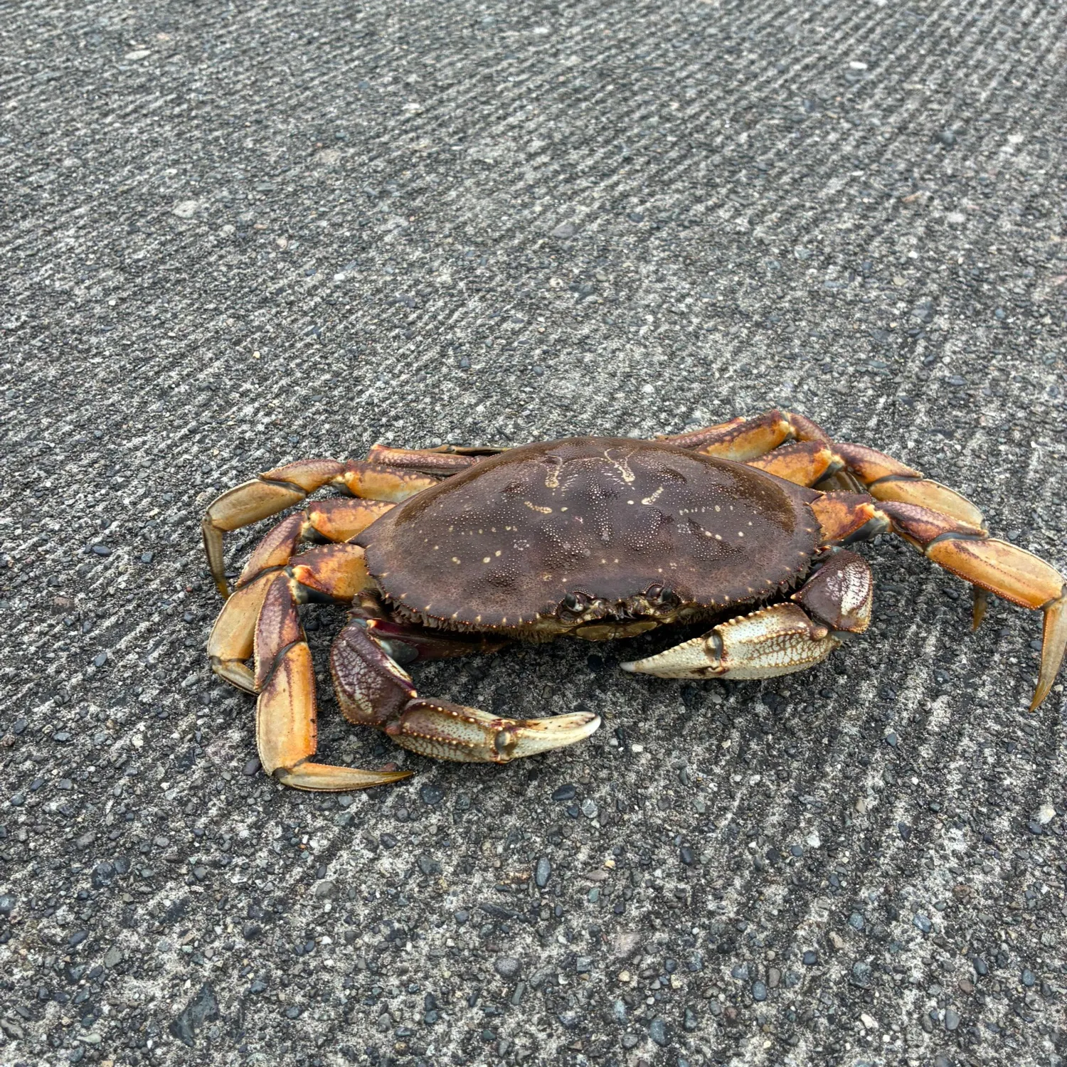 The most recent Threespot swimming crab catches on Fishbrain