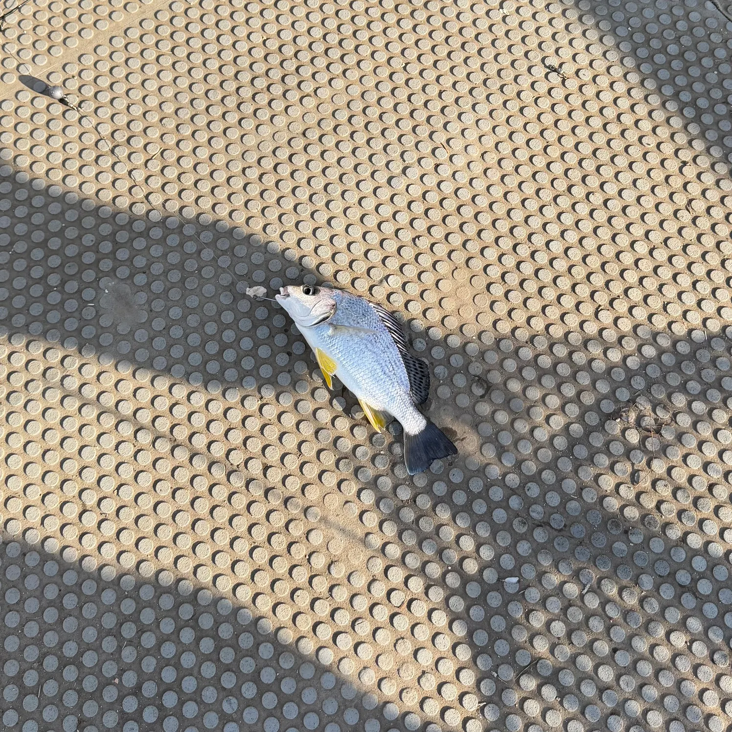 The most recent Javelin grunter catches on Fishbrain
