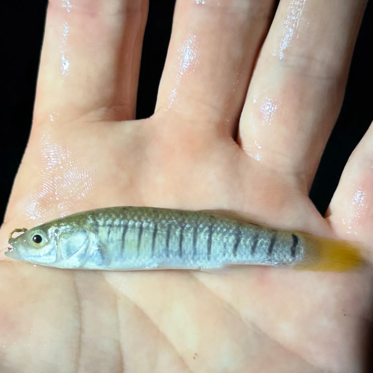 The most recent Striped killifish catches on Fishbrain