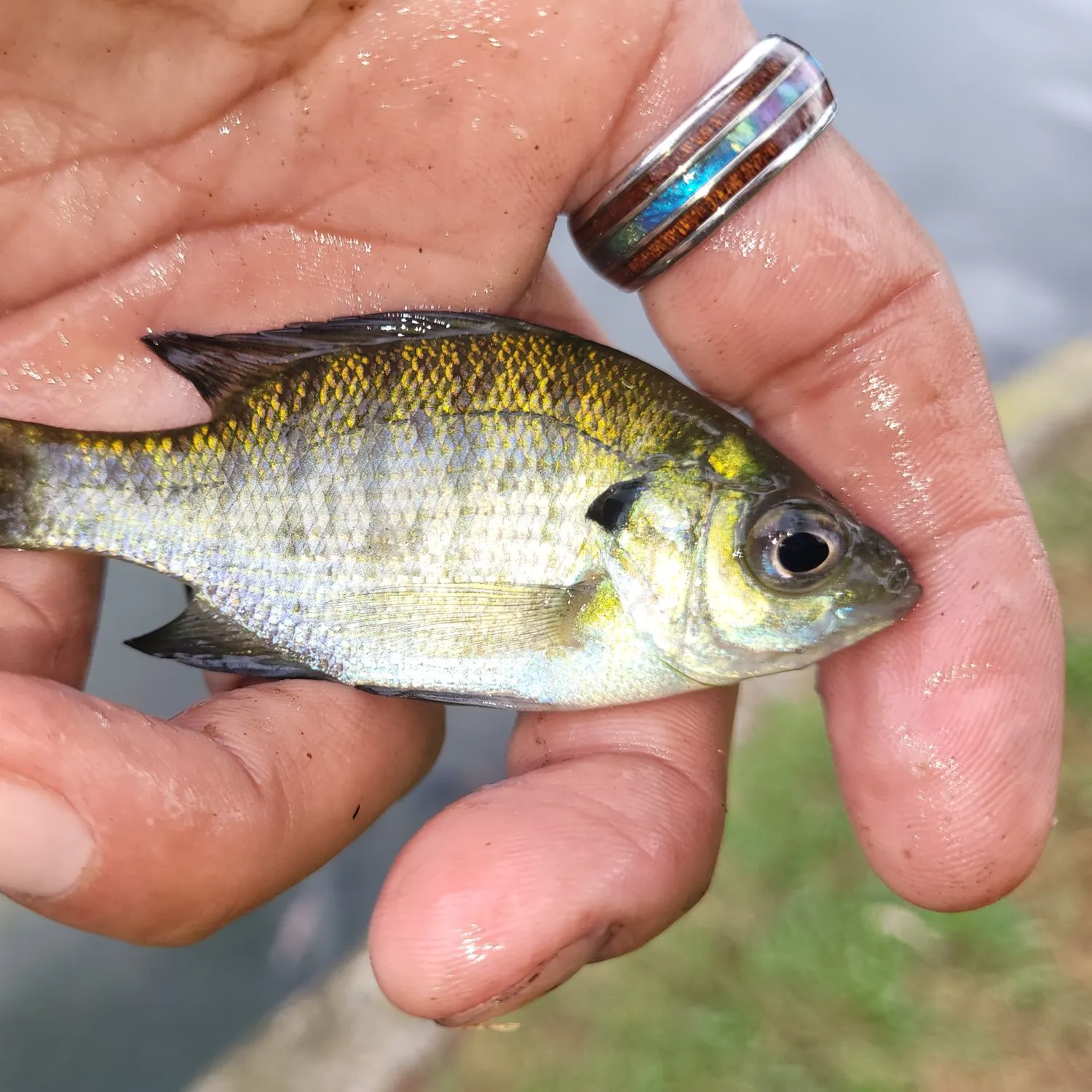 Bluegill caught on Fishbrain