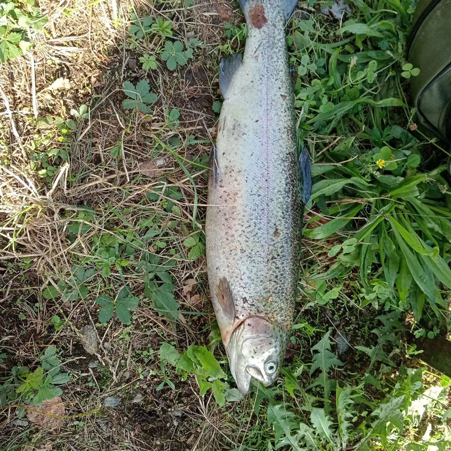 Rainbow trout caught on Fishbrain