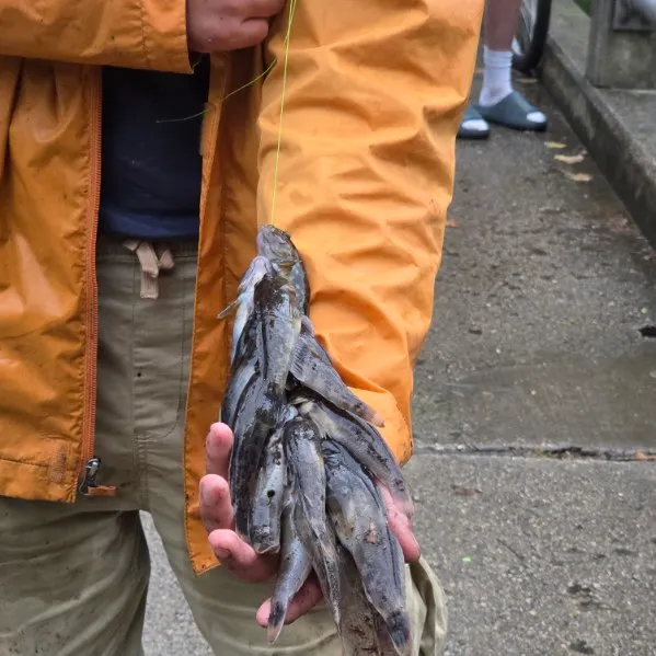 Round goby caught on Fishbrain