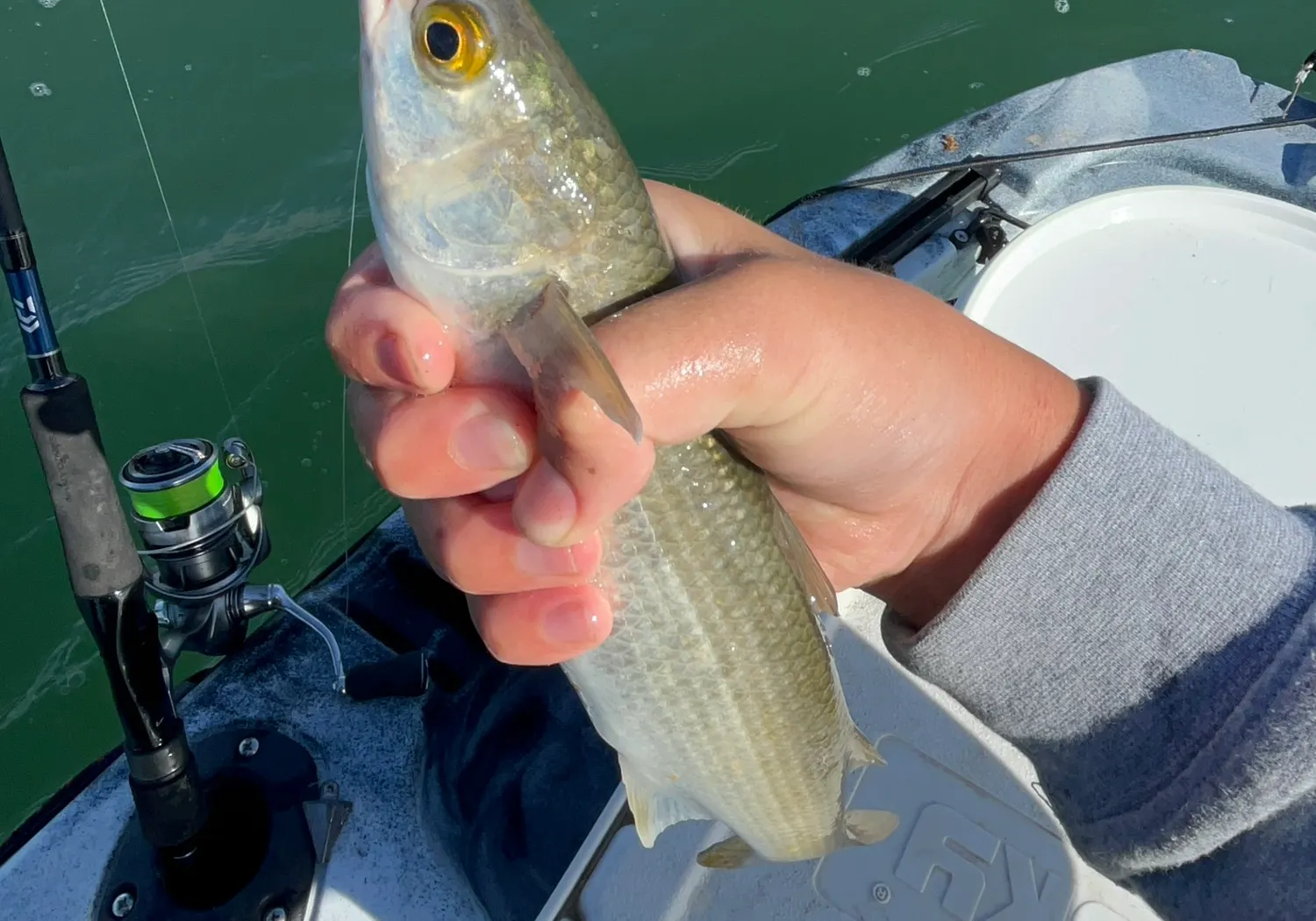 Sand flathead