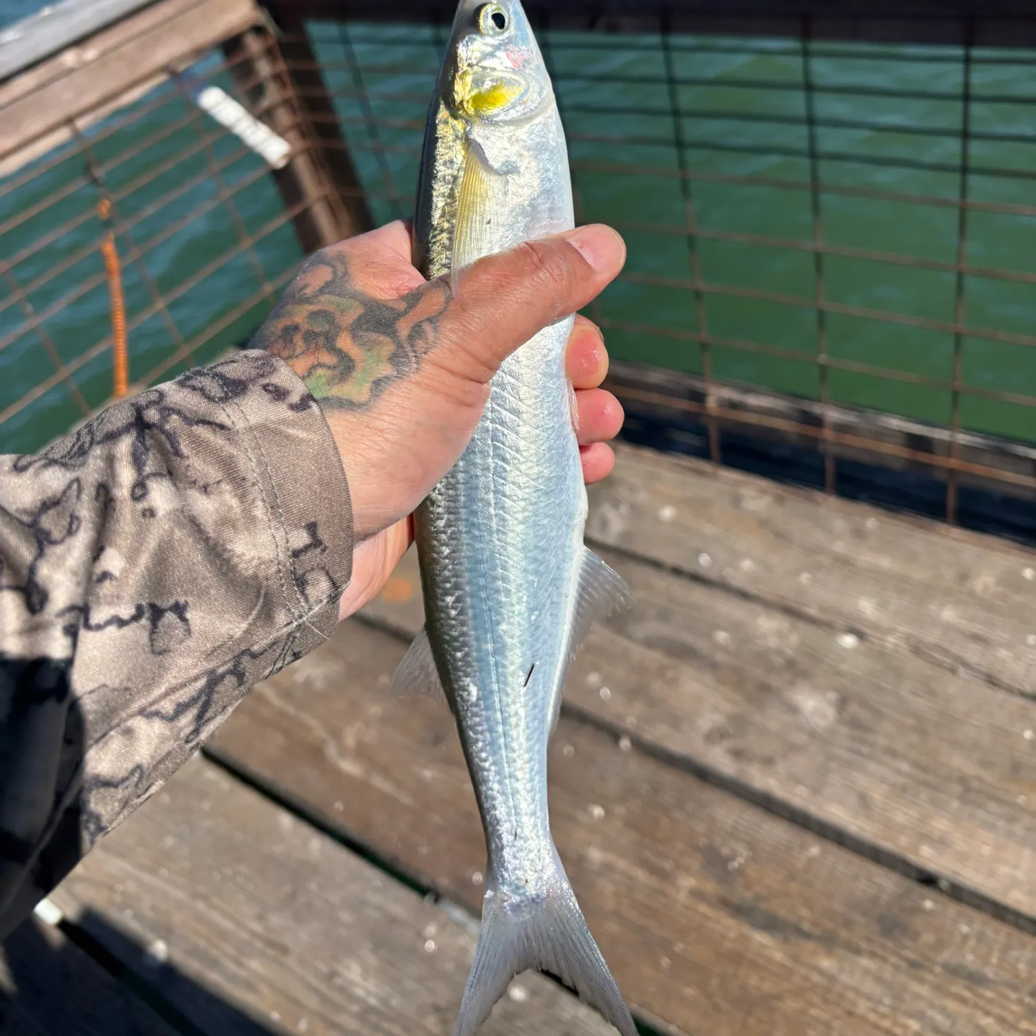 Surf smelt caught on Fishbrain
