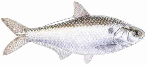 Baitfish