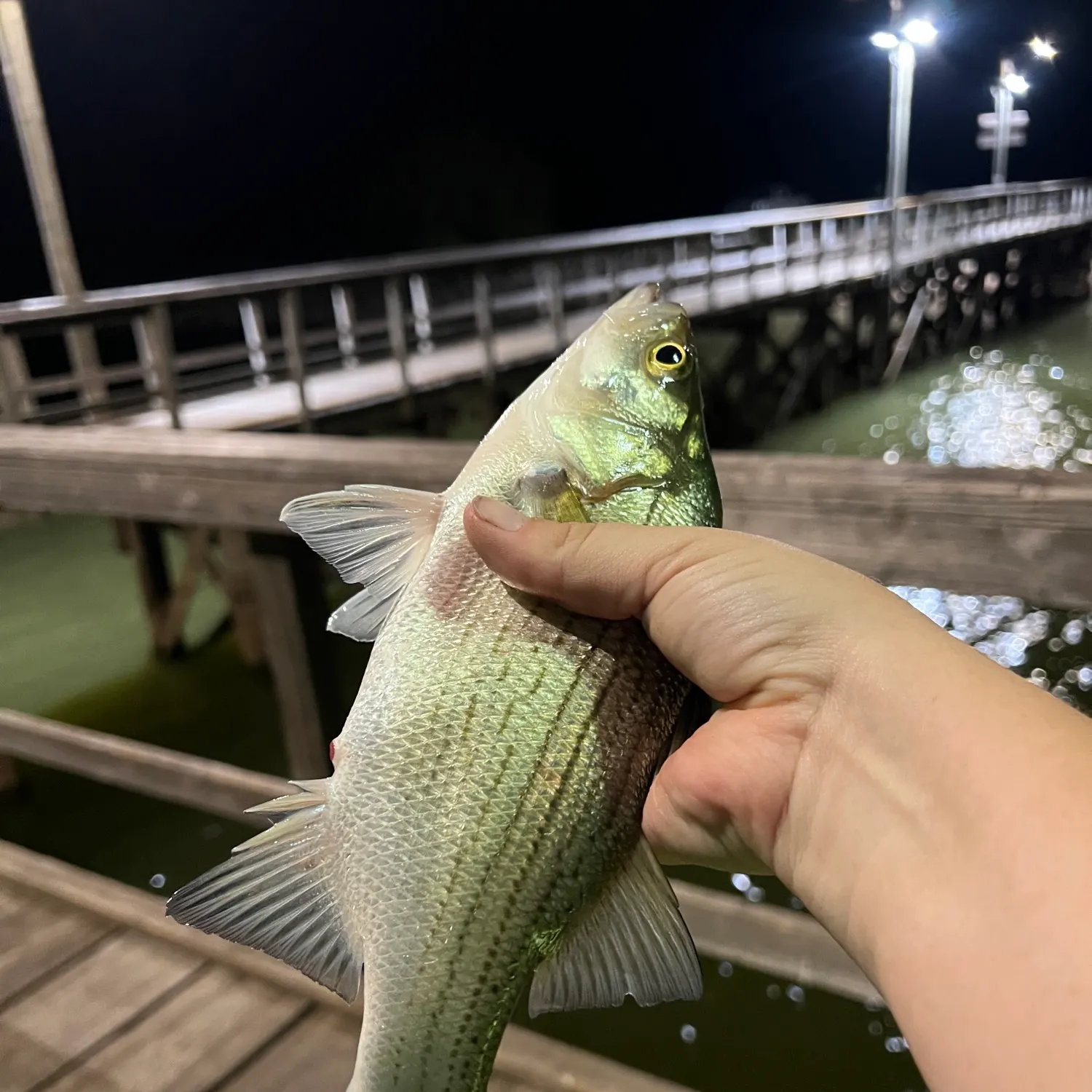 White bass caught on Fishbrain