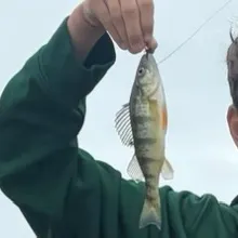 Yellow perch caught on Fishbrain