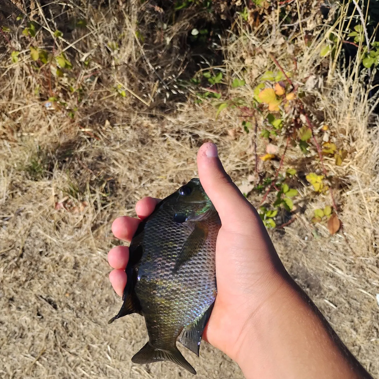 catch