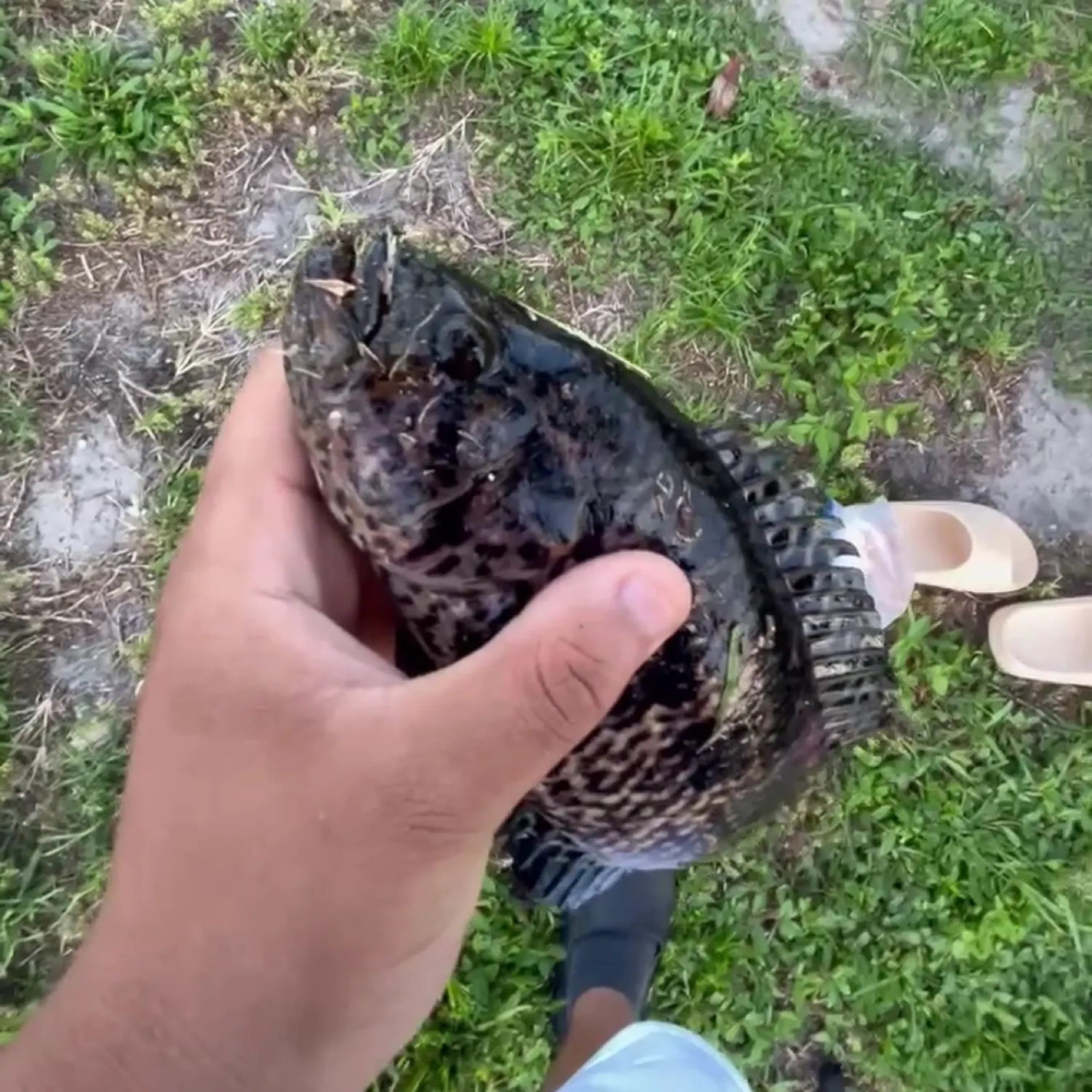 The most recent Jaguar cichlid catches on Fishbrain