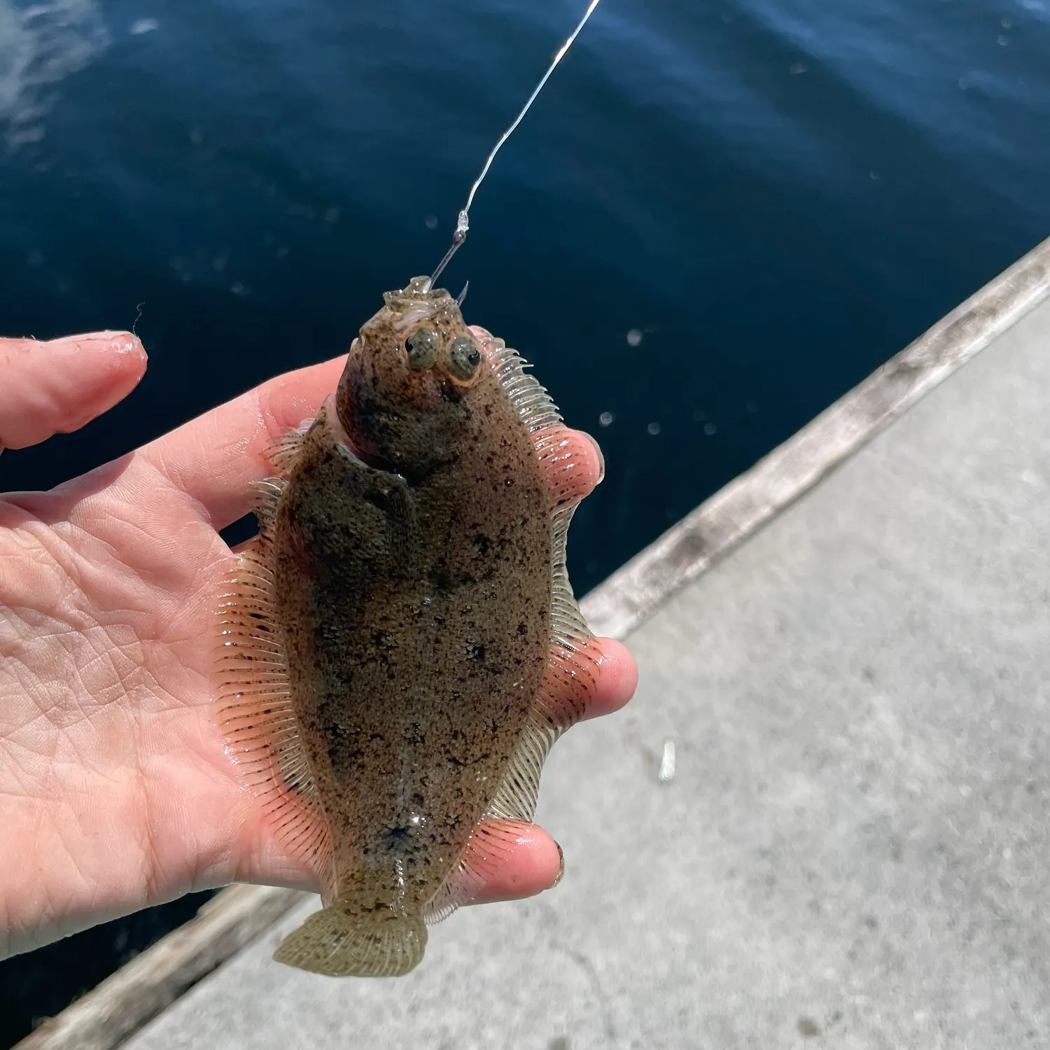 The most recent Speckled sanddab catches on Fishbrain