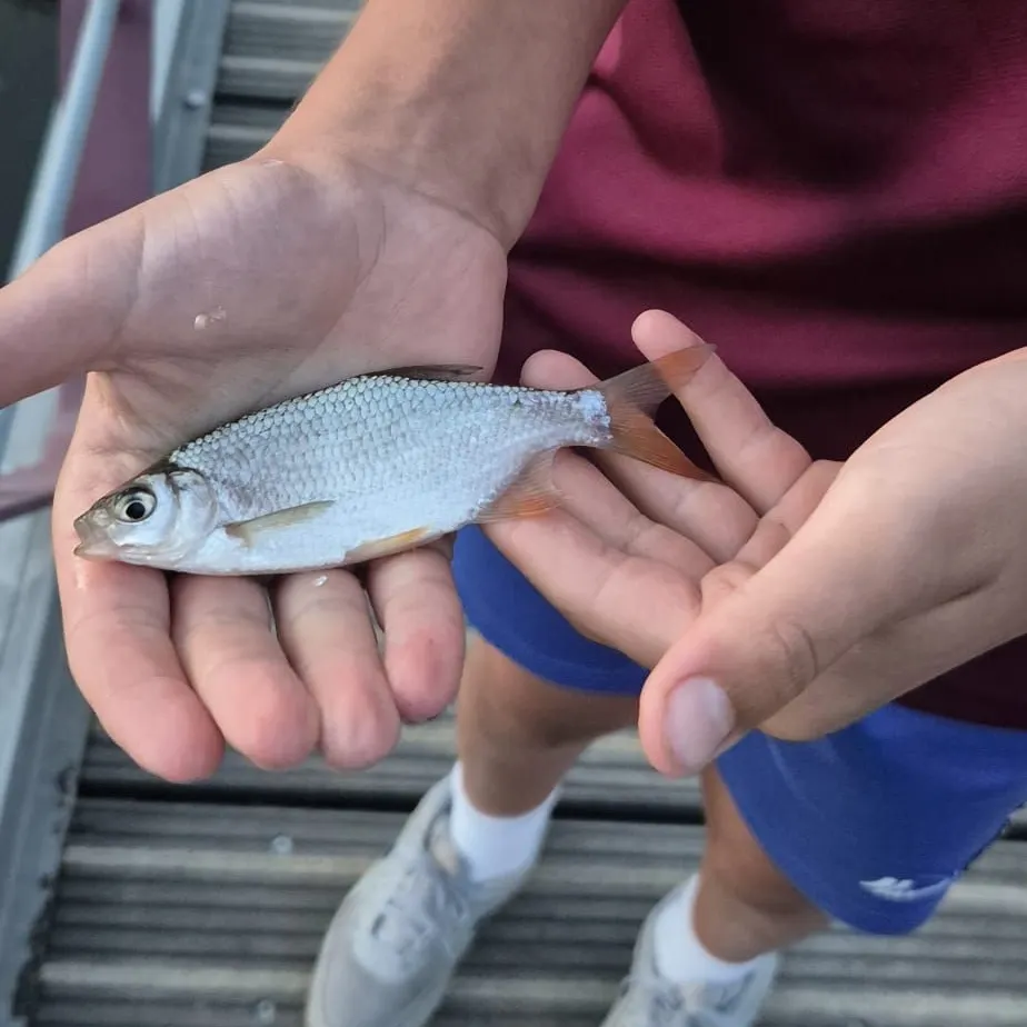 White bream caught on Fishbrain