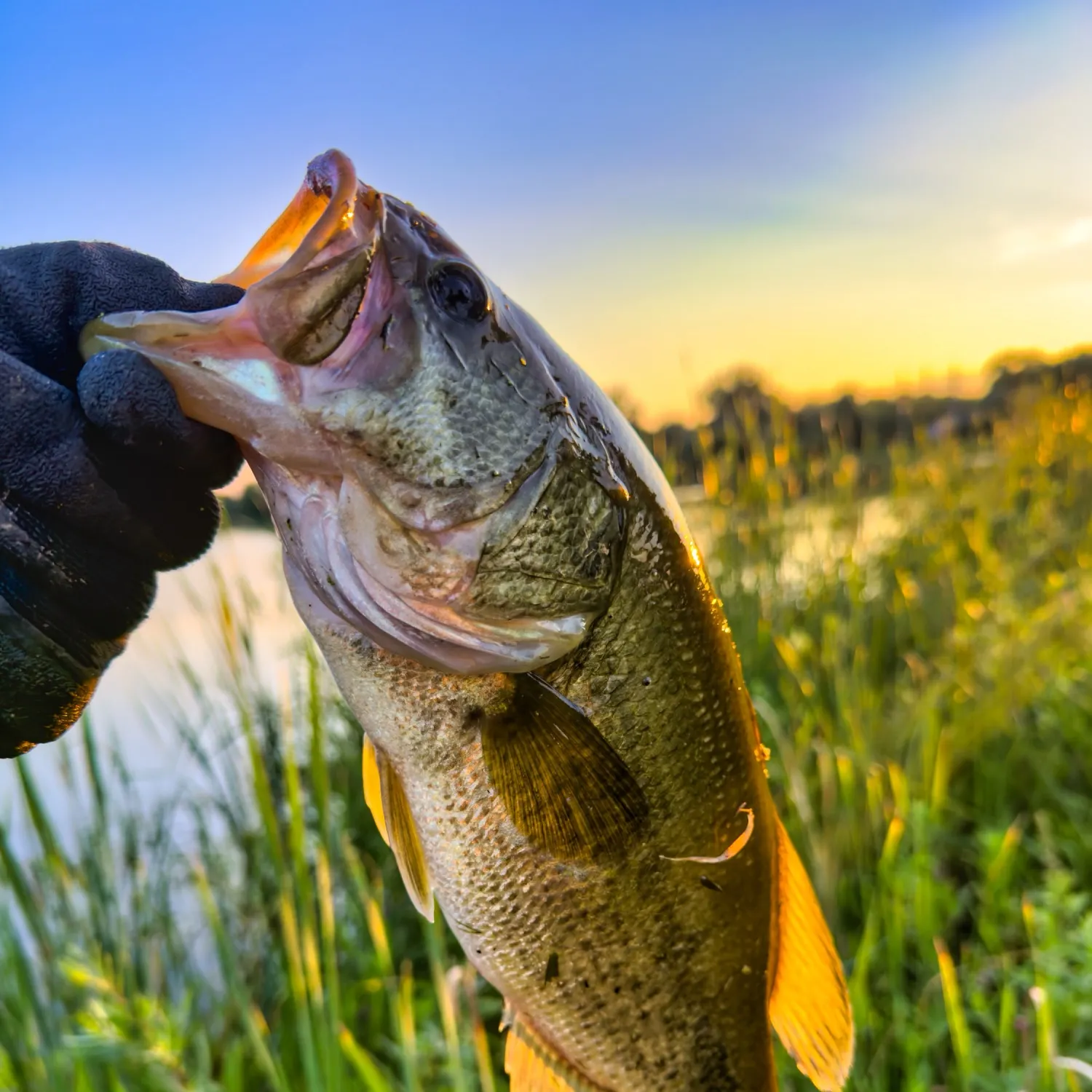 Largemouth bass caught on Fishbrain