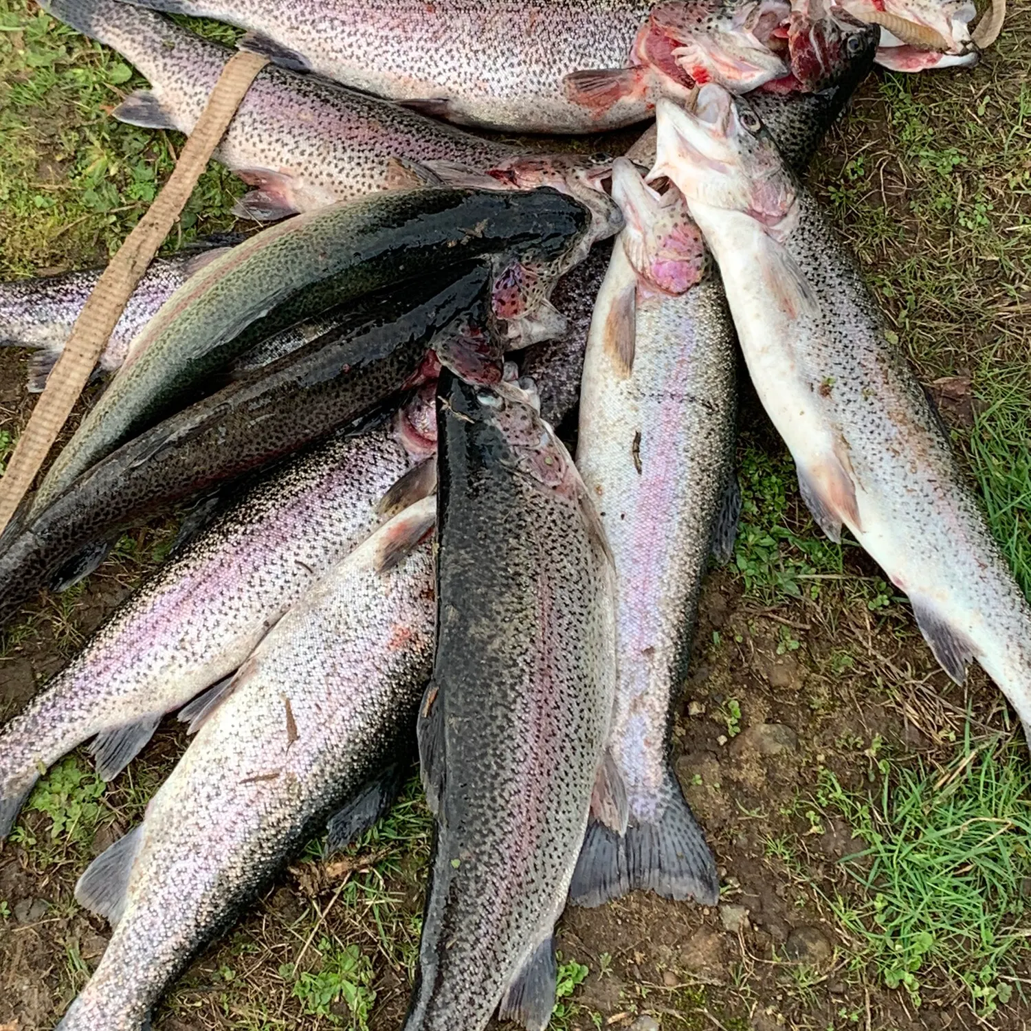 angler catch