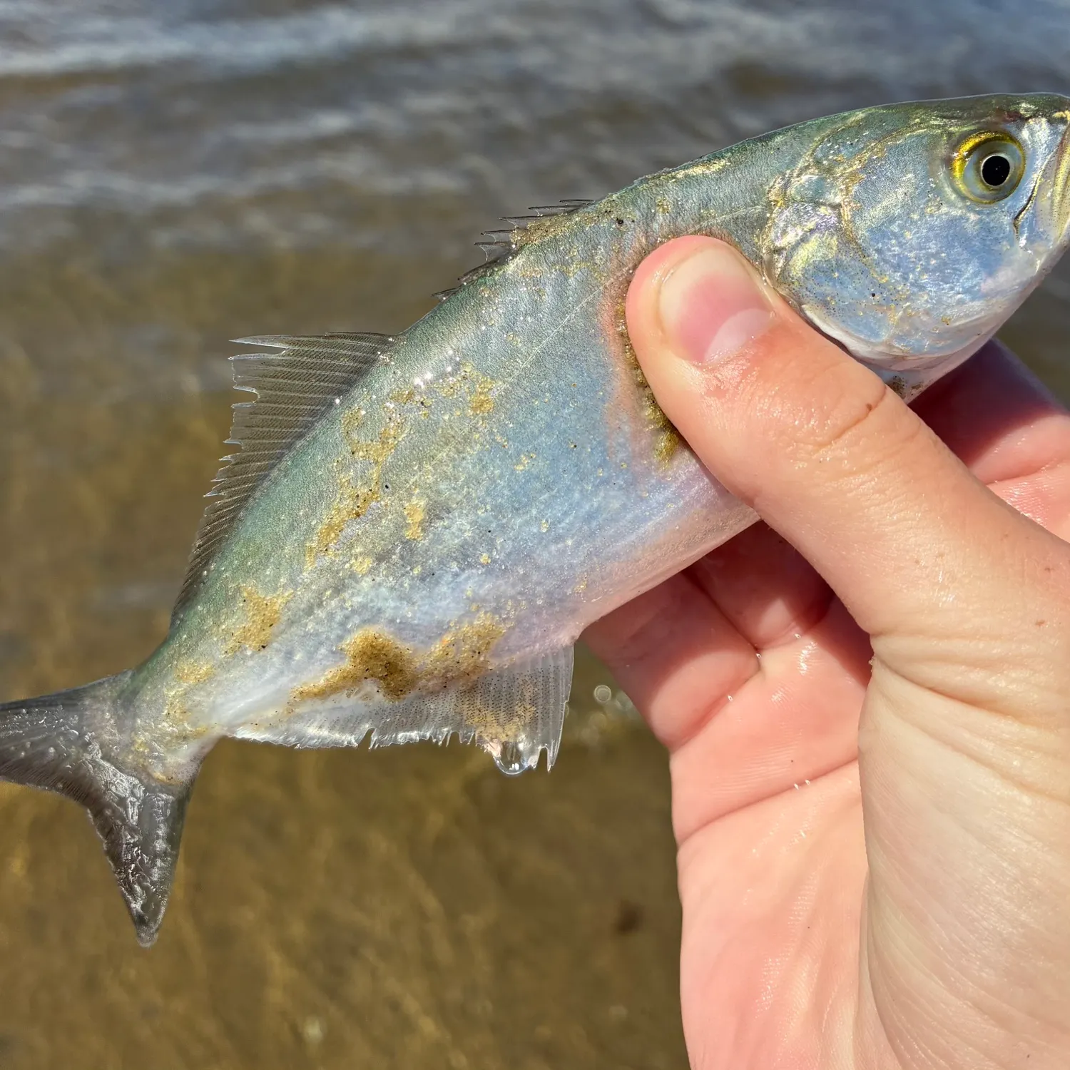The most recent Blue runner catches on Fishbrain