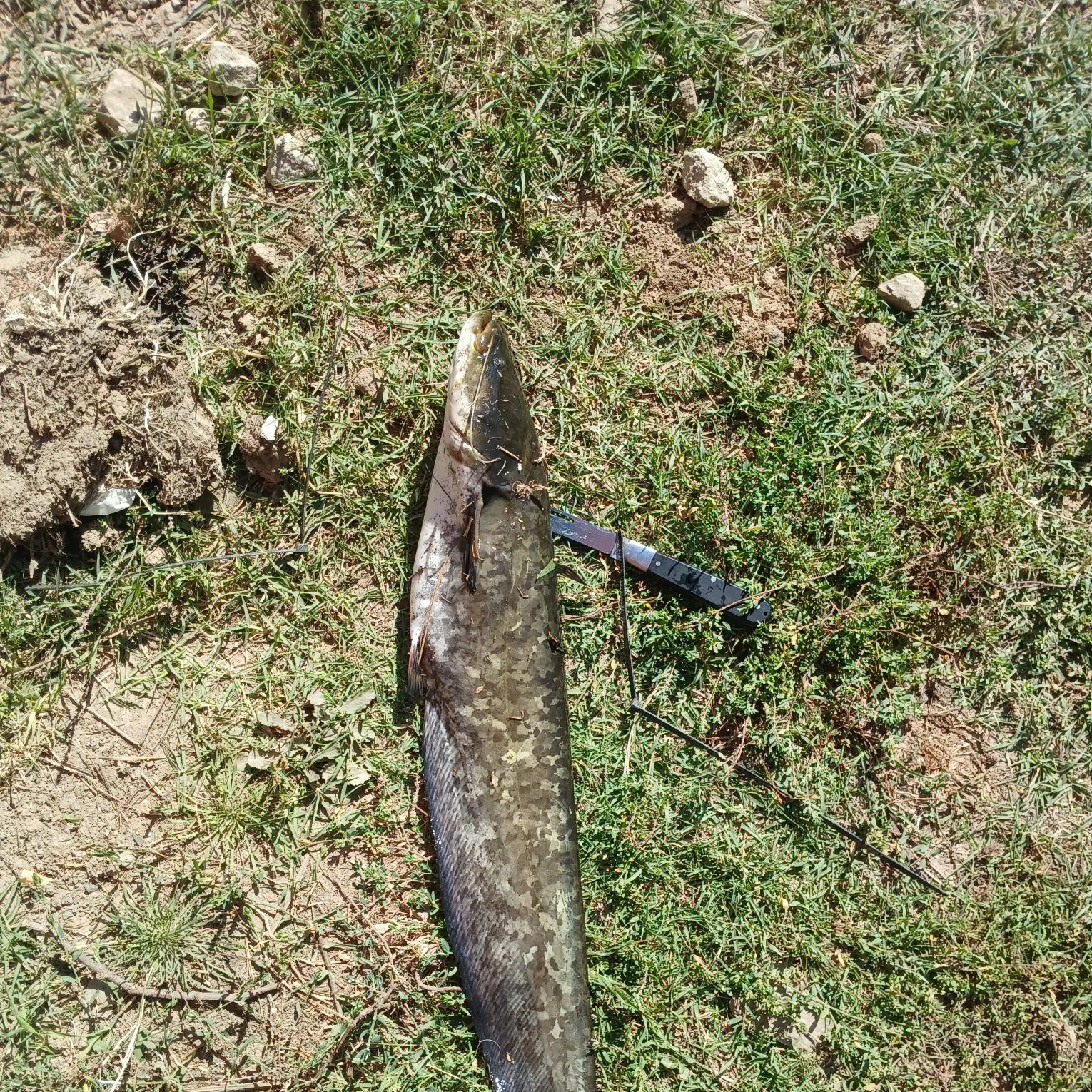 Wels catfish caught on Fishbrain