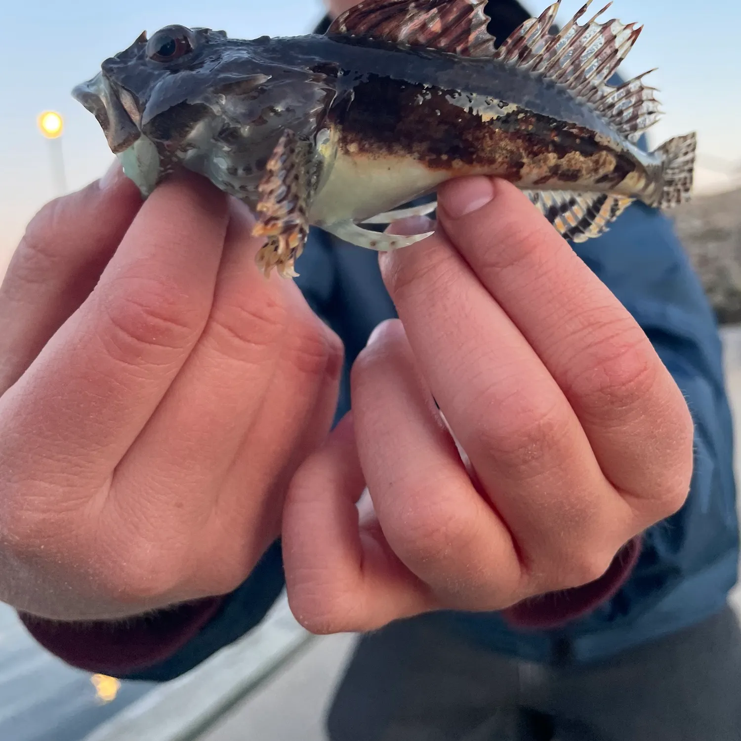 The most recent Shorthorn sculpin catches on Fishbrain