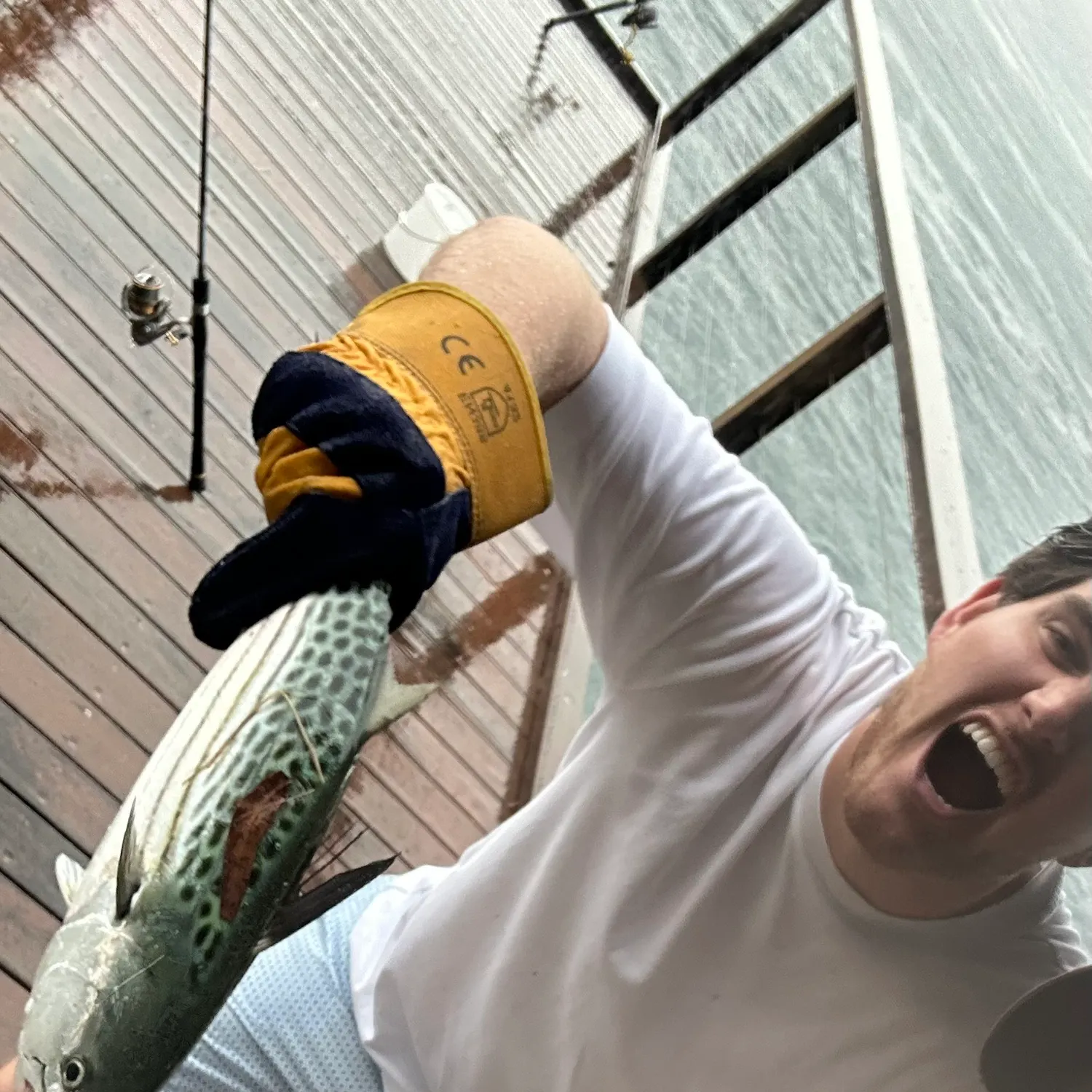 The most recent Leaping bonito catches on Fishbrain