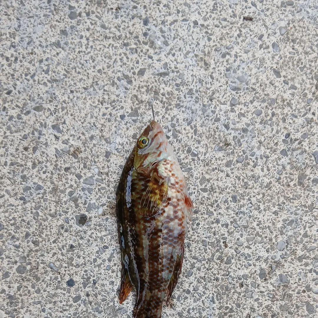 Ballan wrasse caught on Fishbrain