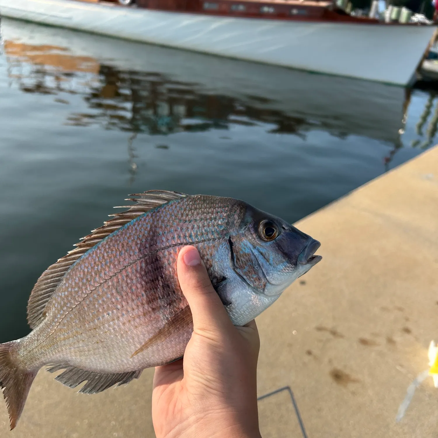Scup caught on Fishbrain