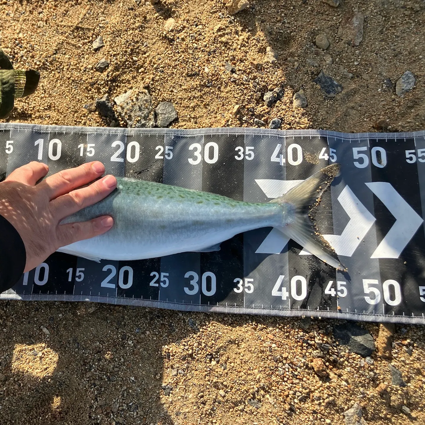 Eastern Australian salmon caught on Fishbrain