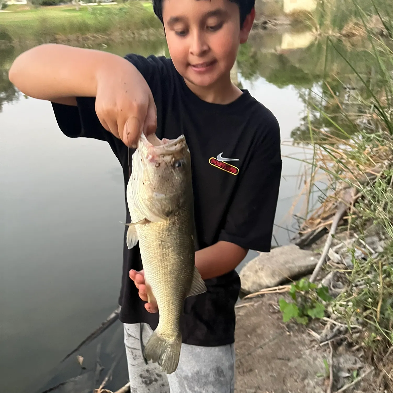 Largemouth bass caught on Fishbrain
