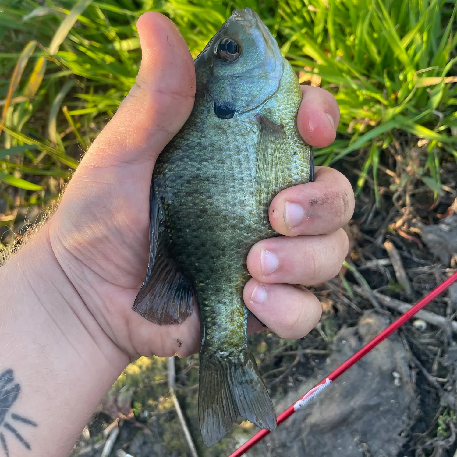 Bluegill caught on Fishbrain