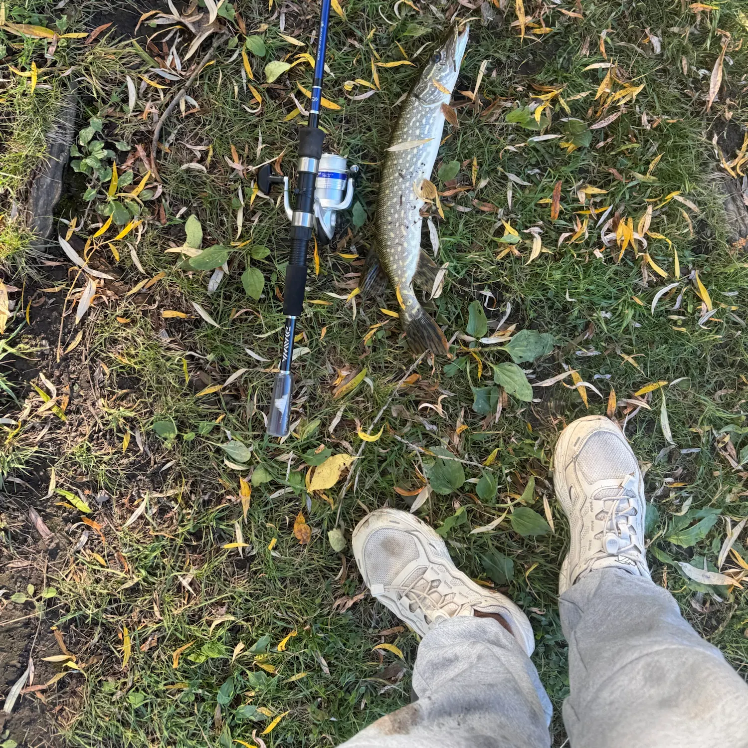 Northern pike caught on Fishbrain
