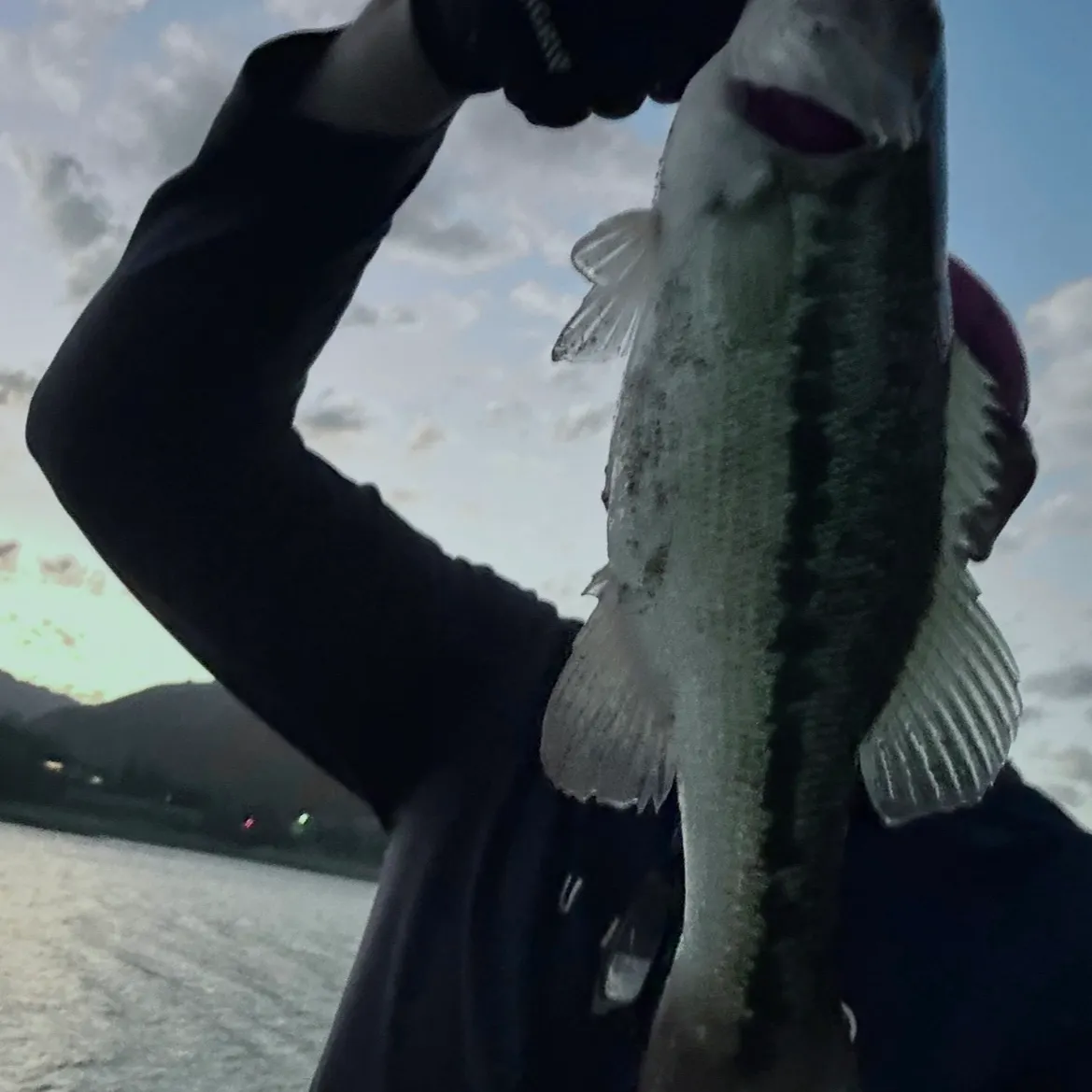 Spotted bass caught on Fishbrain