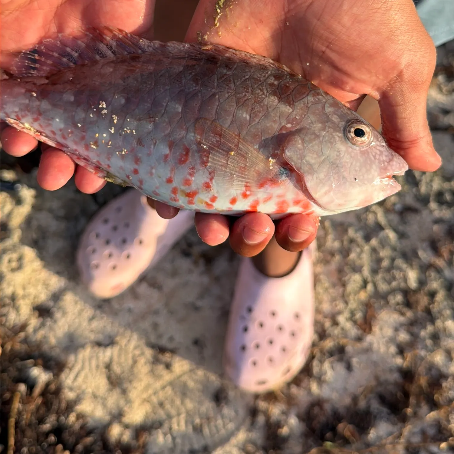 The most recent Japanese parrotfish catches on Fishbrain