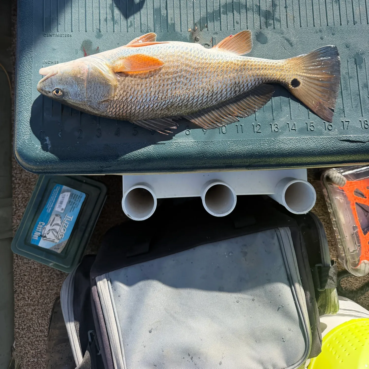 Red drum caught on Fishbrain